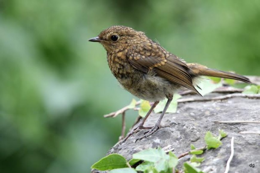 The European Robin