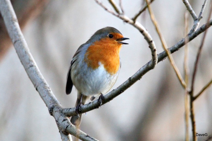 The European Robin