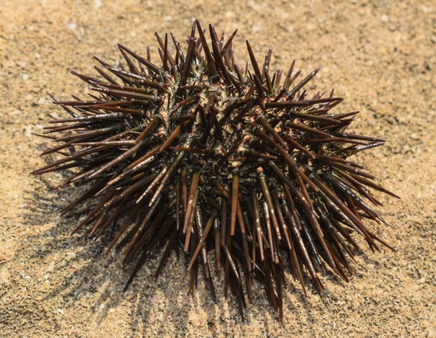 Sea Urchin Sting Treatment in Fuerteventura