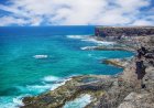 Marine Life in Fuerteventura
