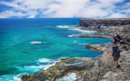 Marine Life in Fuerteventura