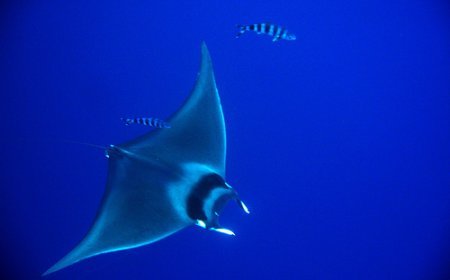 Devilfish - Mobula Mobular