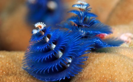 Christmas tree worm - Spirobranchus giganteus