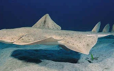 Angel Sharks - Squatina squatina
