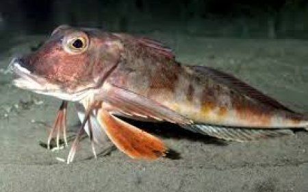 Red Gurnard - Chelidonichthys cuculus