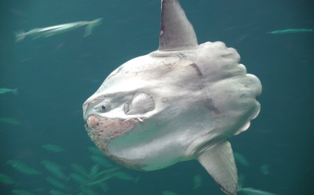 Ocean Sunfish - Mola mola