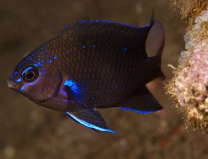 Canary Damsel - Damselfish
