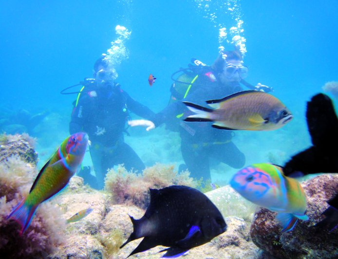 Ornate Wrasse - Thalassoma pavo