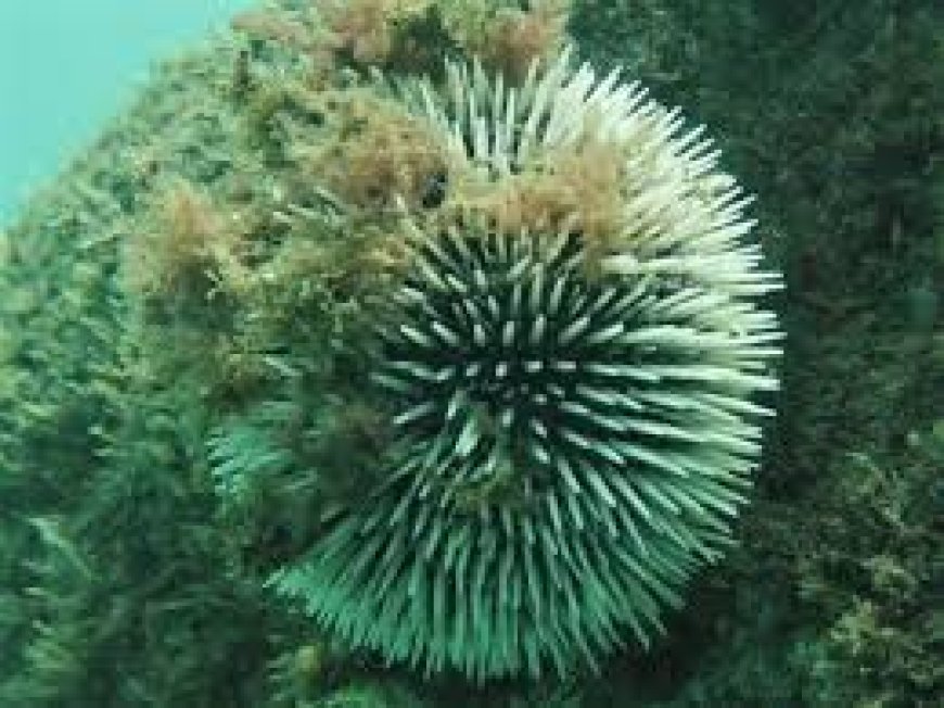 Sea urchin on rocky shoreline in Fuerteventura commonly found in coastal and rock pool areas