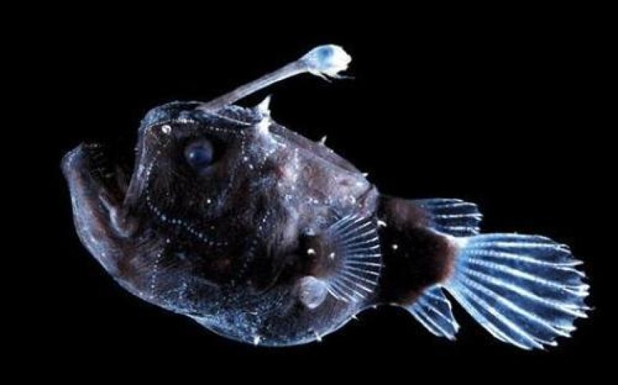 Atlantic Football Fish - Himantolophidae