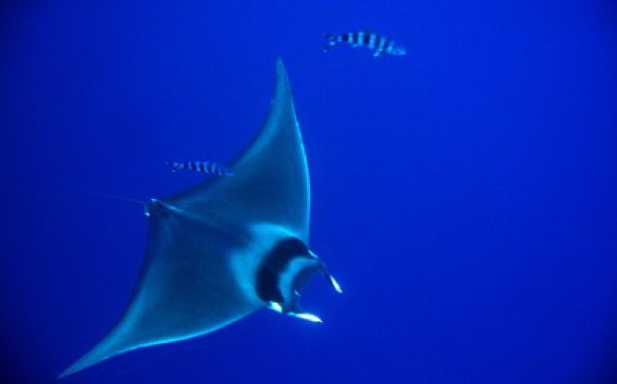 Devilfish - Mobula Mobular