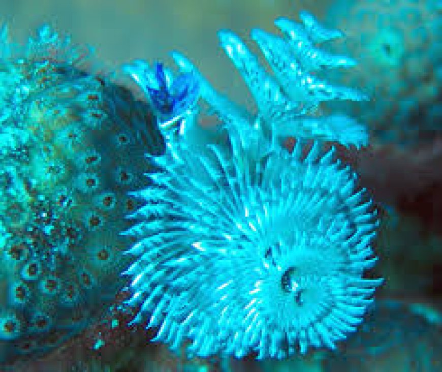Christmas tree worm Spirobranchus giganteus extending bright blue feeding crown from coral