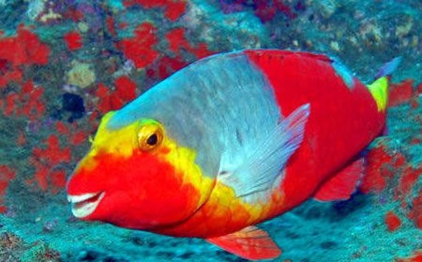 Parrotfish - Scarus ghobban