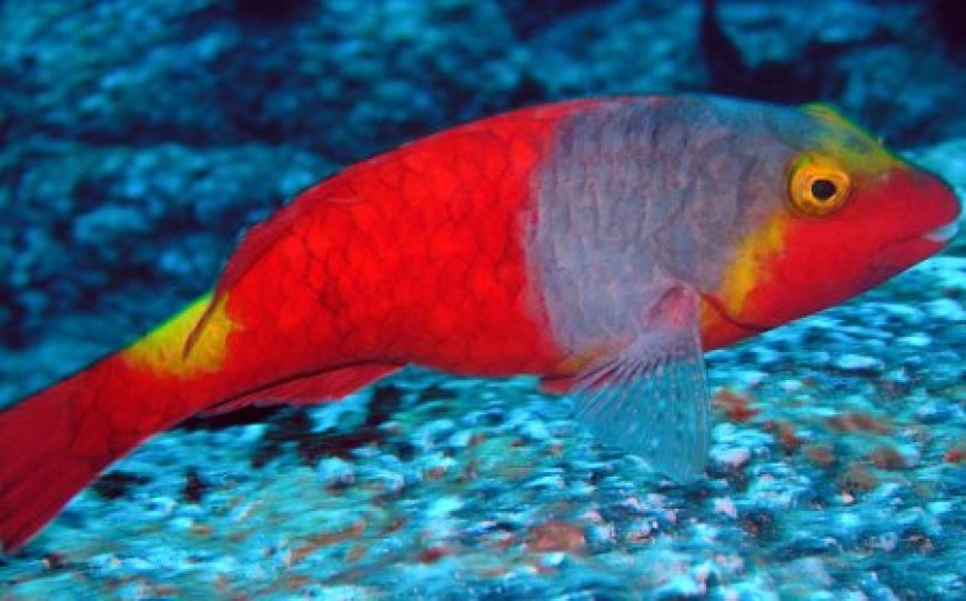 Close up of parrotfish showing beak like teeth and bright reef colours