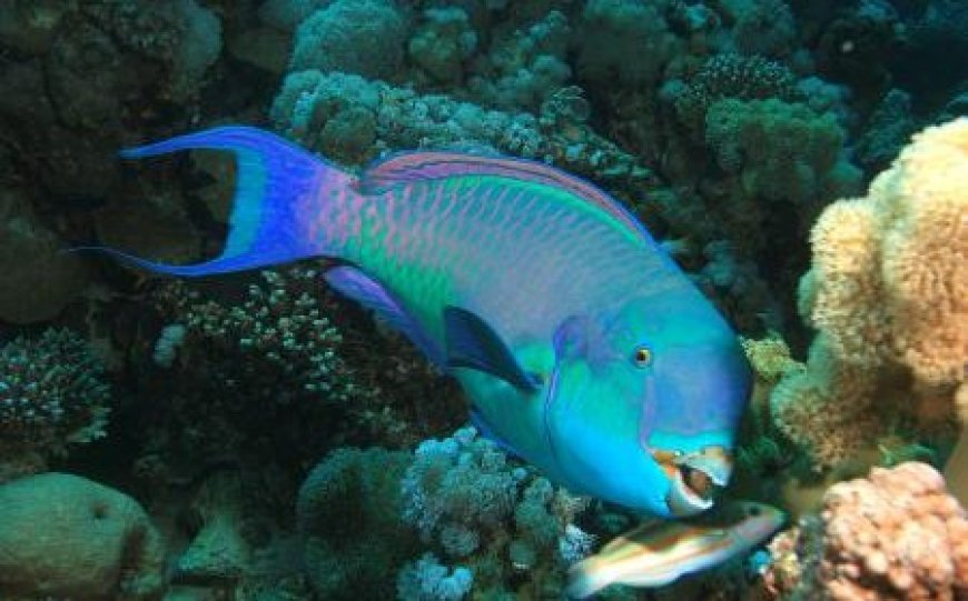 Parrotfish feeding on algae from rocky reef surface in shallow water