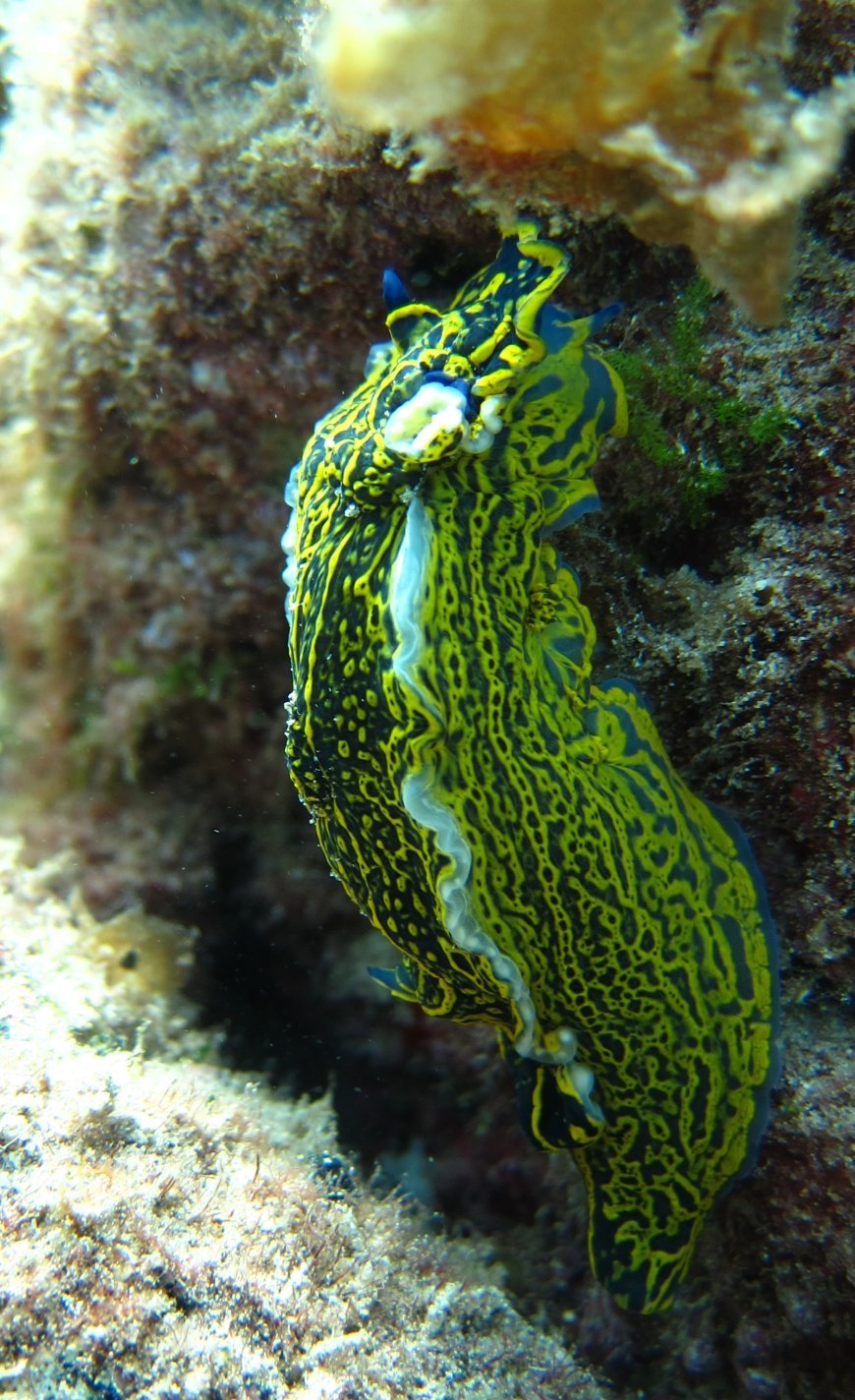 Close up of nudibranch showing rhinophores and cerata on soft body