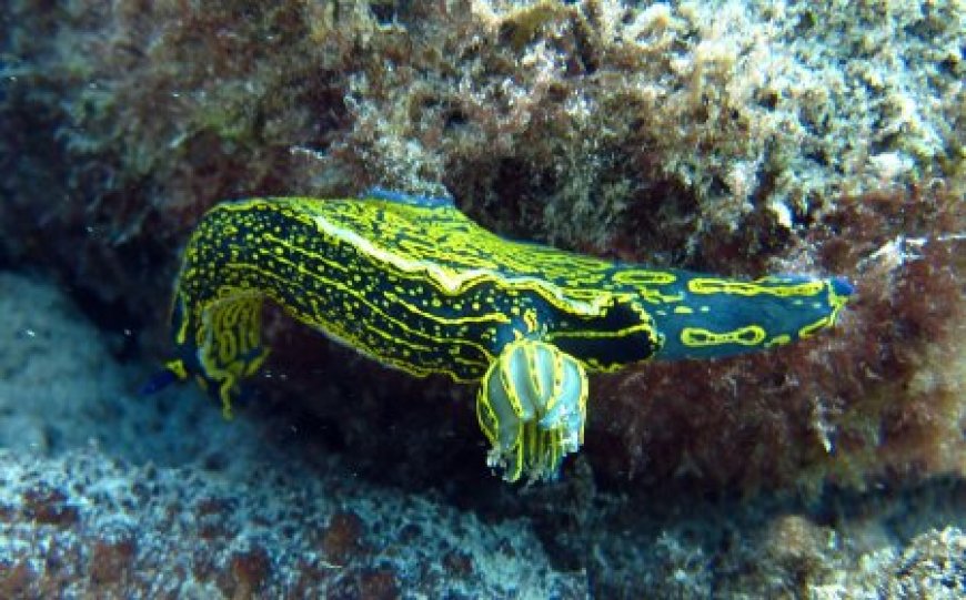 Nudibranch - Hypselodoris