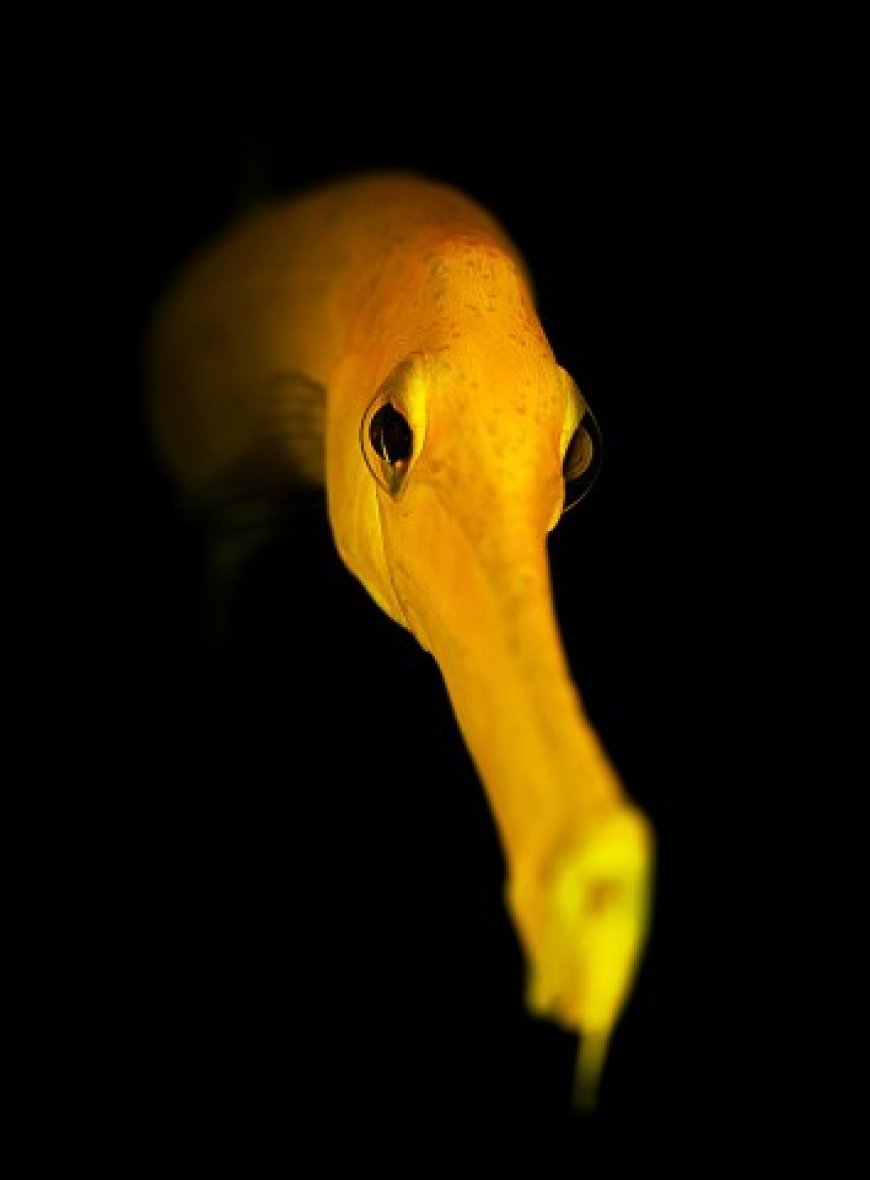 Trumpetfish - Aulostomus maculatus