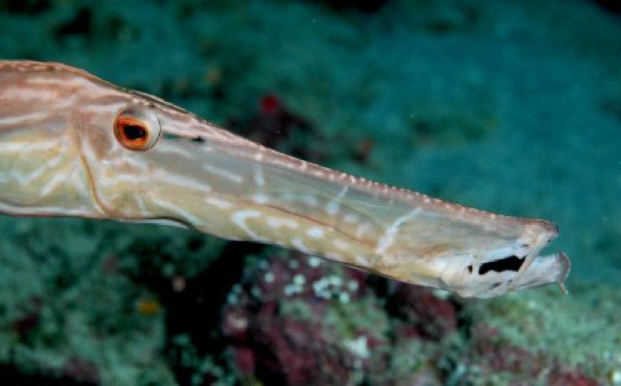 Close up of trumpetfish showing long tubular snout and mouth structure