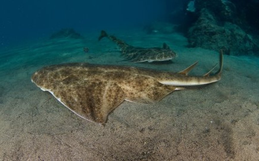 Angel sharks resting on seabed in group on sandy ocean floor