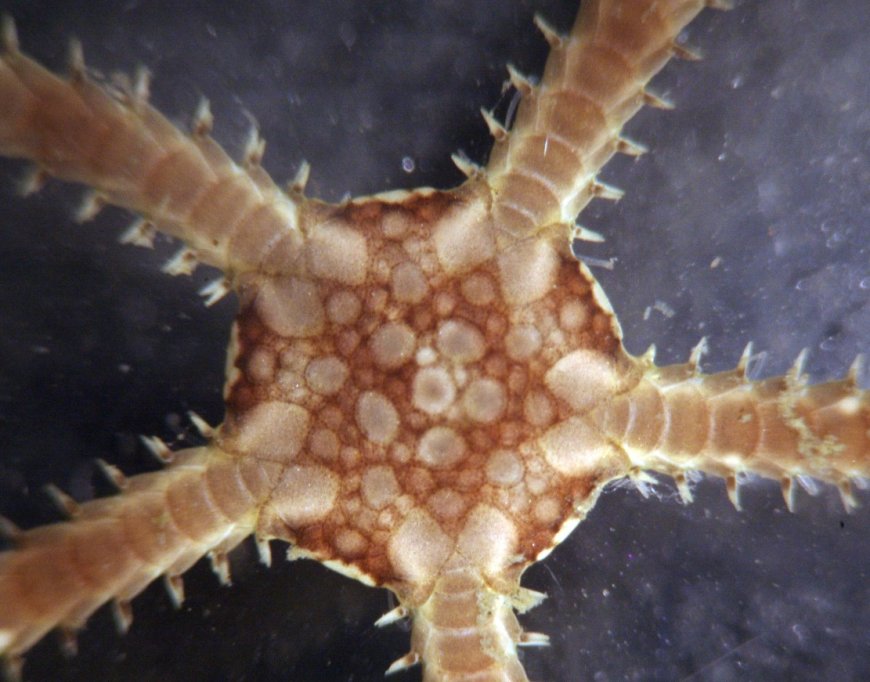 Close up of brittle starfish showing central disc and slender arms