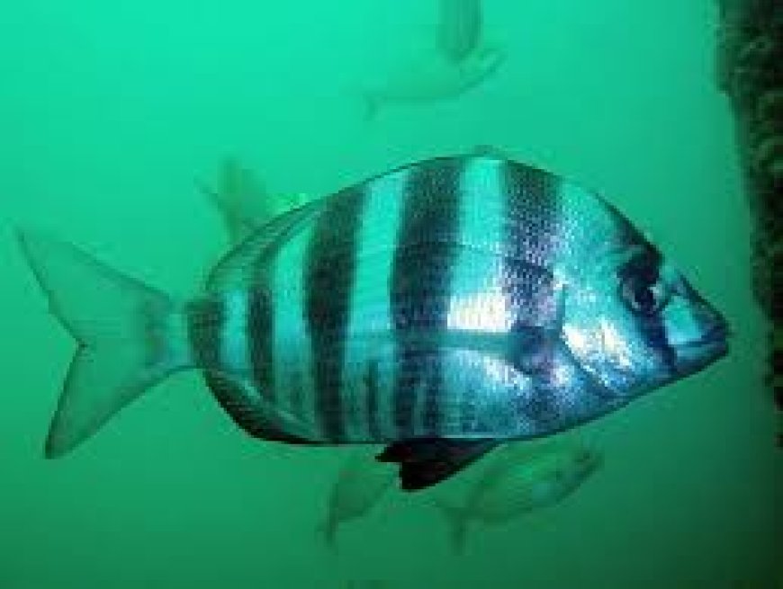 Close up of zebra sea bream showing bold vertical stripes on silver body