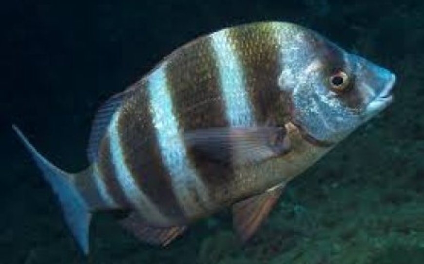 Zebra Sea Bream - Diplodus cervinus