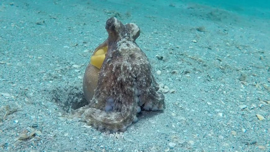 Common Octopus - Octopus vulgaris