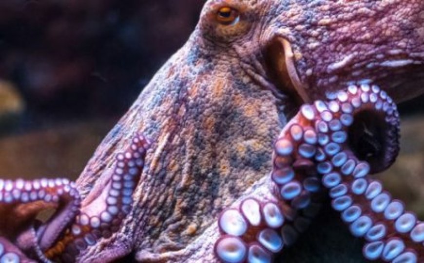 Close up of octopus arms showing suction cups and texture detail