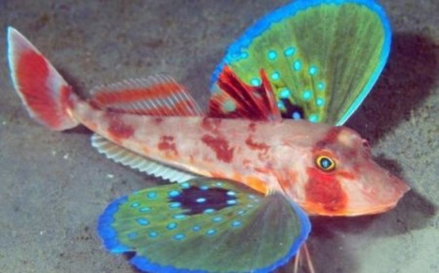 Red gurnard displaying large pectoral fins on sandy seabed