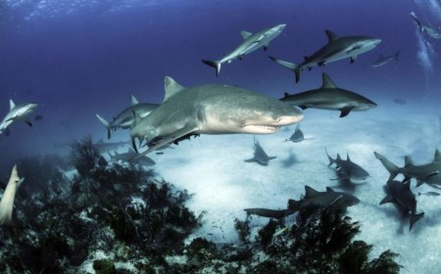 Smooth-hound Shark or Dogfish - Mustelus spp.