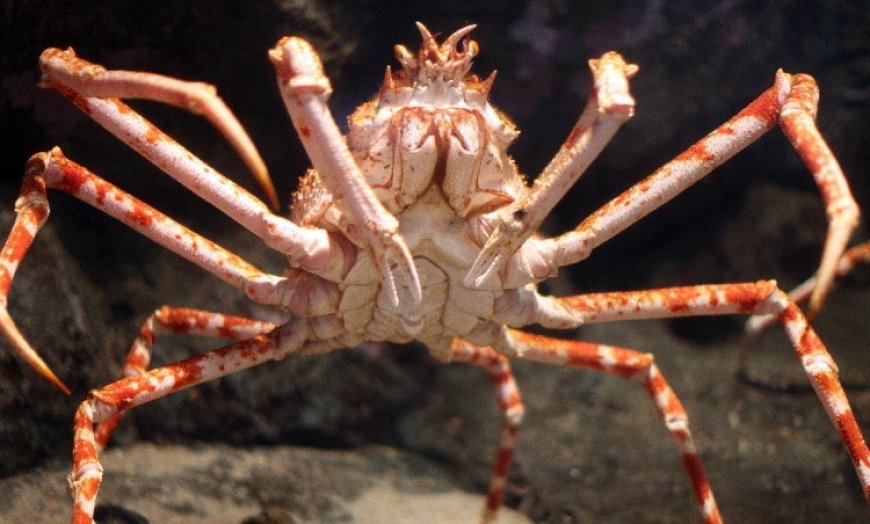 Spiny Spider Crab - Maja squinado