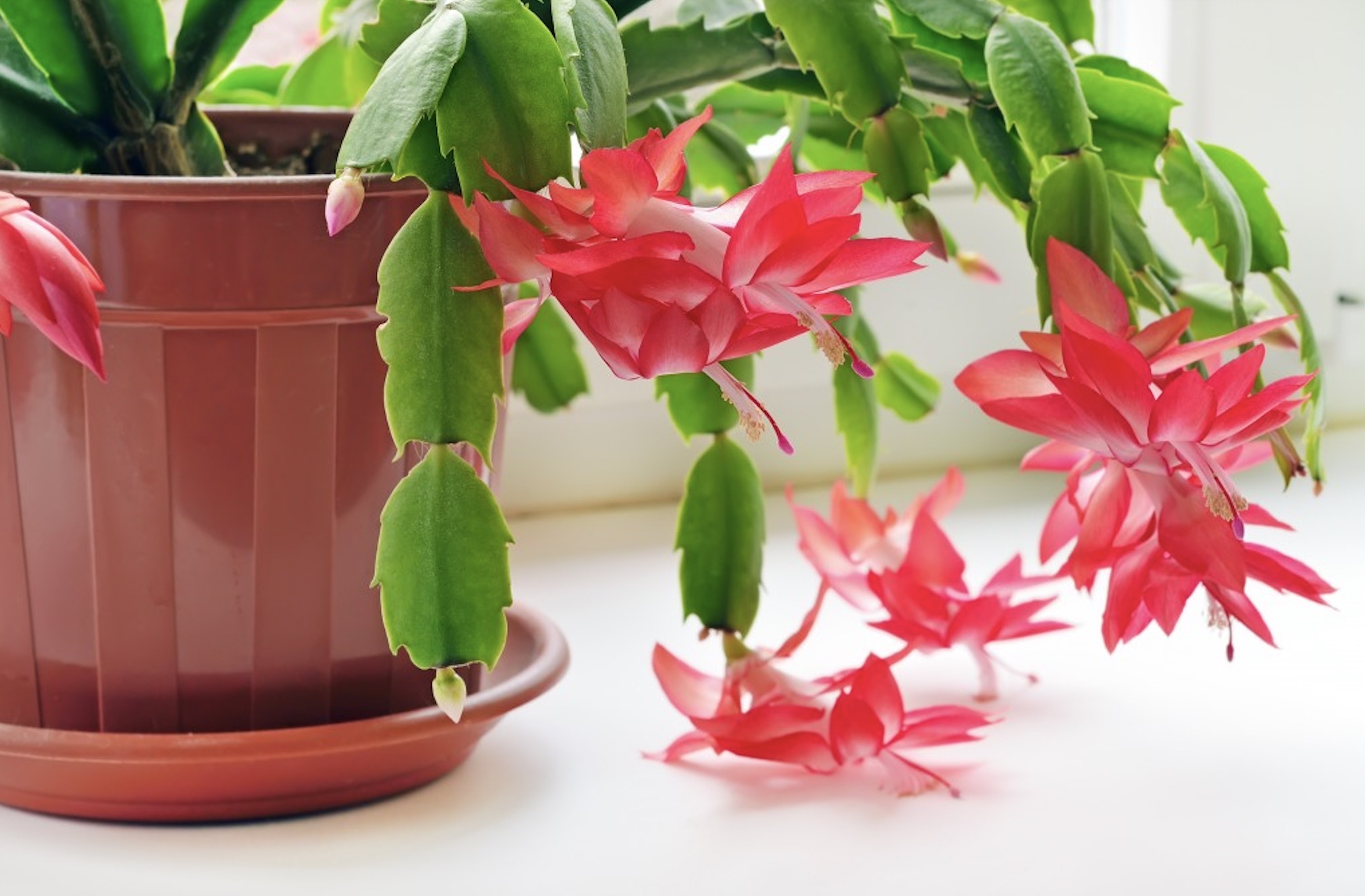 The Easter Cactus